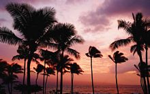 Phuket palm trees